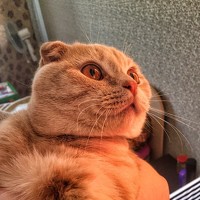 Portrait of a photographer (avatar) skidish (Egor Andreev)