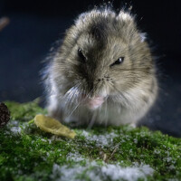 Photo Филипп Харченко (Харченко) Portrait of a photographer (avatar) Филипп Харченко (Харченко)