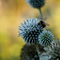 Portrait of a photographer (avatar) Ярослава Лебедева (Yaroslava Lebedeva)