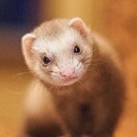 35Photo profile picture for @hungary
