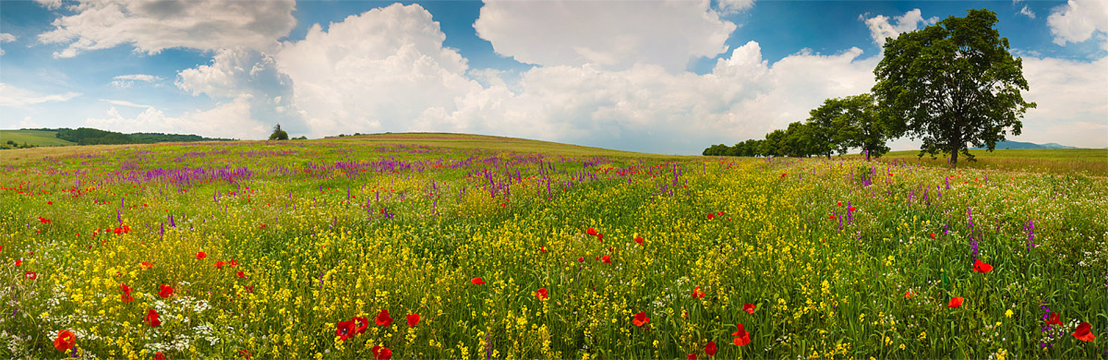 35Photo banner for @philip