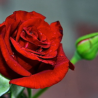 Portrait of a photographer (avatar) НАТАЛЬЯ РОДИНА (NATALI RODINA)