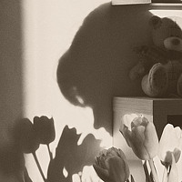 Portrait of a photographer (avatar) Дина