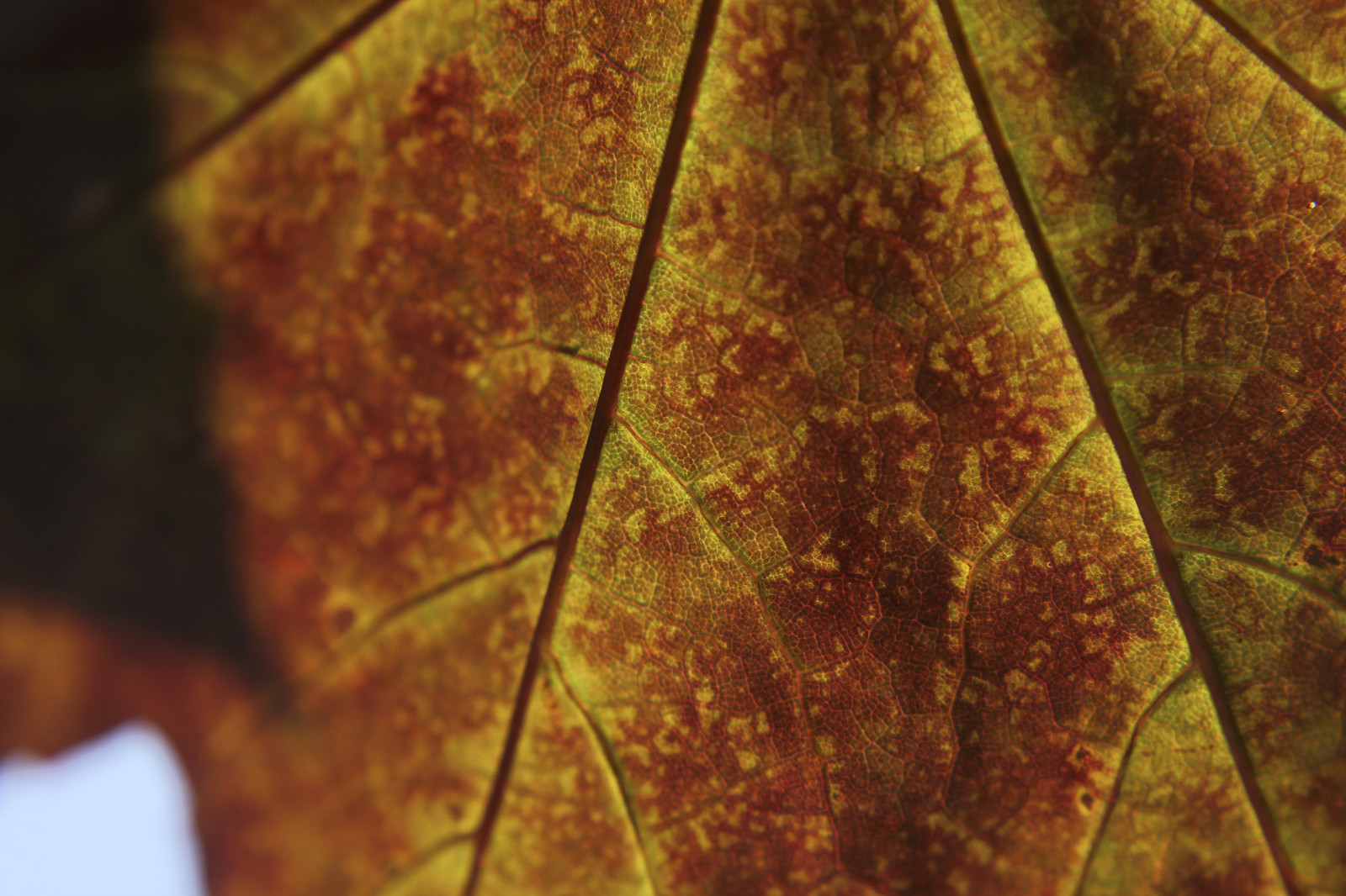 35Photo banner for @math