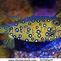 Portrait of a photographer (avatar) sergei25