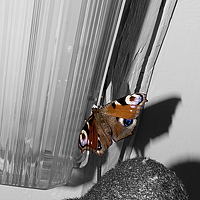 Portrait of a photographer (avatar) Светлана Яковлева (Svetlana Yakovleva)