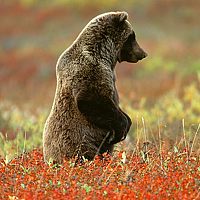 Portrait of a photographer (avatar) Мирный Человек