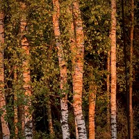 Portrait of a photographer (avatar) Наталья Королева (Natali Koroleva)