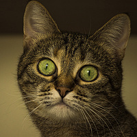 Portrait of a photographer (avatar) Колосова Юля