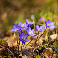 Portrait of a photographer (avatar) Silja Tamme