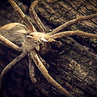 Portrait of a photographer (avatar) Evgeny  Medvedev
