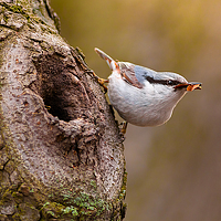 Portrait of a photographer (avatar) Emyan (Irene Mei  (Emyan))