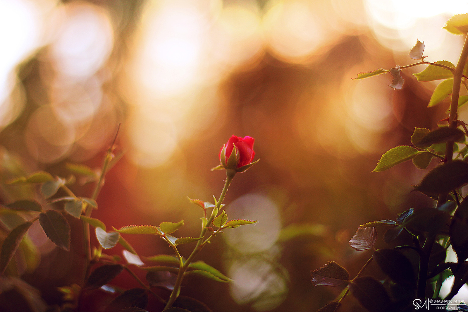 35Photo banner for @shashank