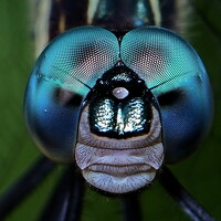 Moura Denis - photographer