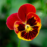 Portrait of a photographer (avatar) Бабицын Алексей (Aleksey Babitsyn)