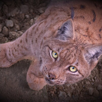 Portrait of a photographer (avatar) giovanni