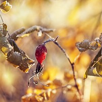 Portrait of a photographer (avatar) Нурият Аллаярова (Nuriyat Allayarova)