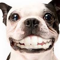 Photo Cestelio Bert Portrait of a photographer (avatar) Cestelio Bert