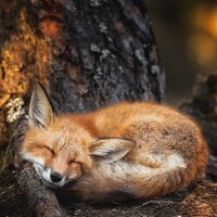 Portrait of a photographer (avatar) Andrew