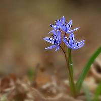 Portrait of a photographer (avatar) Gavrila Marius