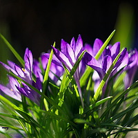 Portrait of a photographer (avatar) Бандур Виталия