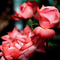 Portrait of a photographer (avatar) Aleksandr