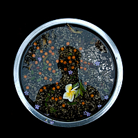 Portrait of a photographer (avatar) Mohammad Saqif Hossain