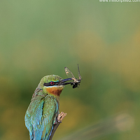 Portrait of a photographer (avatar) Shivayogi Kanthi