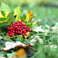 Portrait of a photographer (avatar) Julija Šommet