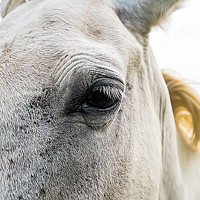 Portrait of a photographer (avatar) Jose Viano