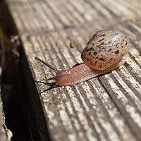 Portrait of a photographer (avatar) Александр Кириков (ALEKSANDR KIRIKOV)