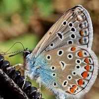 Portrait of a photographer (avatar) Vitel Ștefan