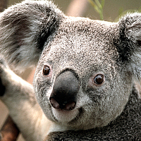 Photo zorrow (zorrosshadow) Portrait of a photographer (avatar) zorrow (zorrosshadow)