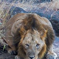 Portrait of a photographer (avatar) Yagnesh Tailor (Yagnesh R. Tailor)