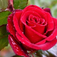 Portrait of a photographer (avatar) GHJAB