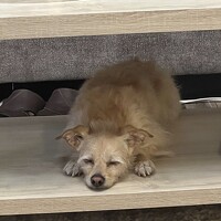 Portrait of a photographer (avatar) Babak Daneshvar