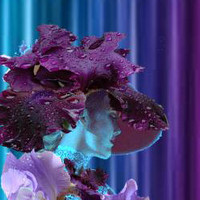 Portrait of a photographer (avatar) Iris Leid