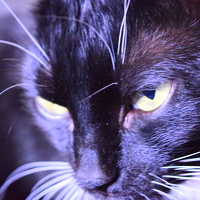 Portrait of a photographer (avatar) Олег Губаревич (Aleh Hubarevich)