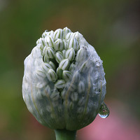 Portrait of a photographer (avatar) Татьяна Панчешная (Tatiana Pancheshnaya)