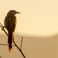 Portrait of a photographer (avatar) Thai Siung Wong (Wong Thai Siung)