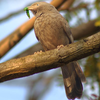 Portrait of a photographer (avatar) VIJAYAKUMAR VARMA (vijayakumar varma r)