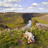 Portrait of a photographer (avatar) sil84